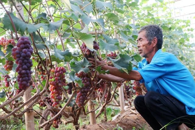 家庭种植葡萄的的方法!