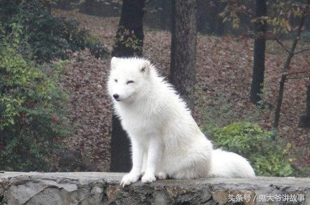 故事:樵夫打柴遇到奇事,眼睁睁看着黑狐变成白狐