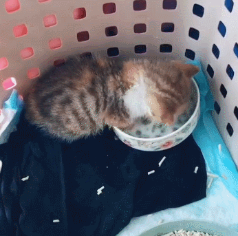 收养了一只小奶猫,那吧唧吧唧吃饭的样子,简直要萌化了!