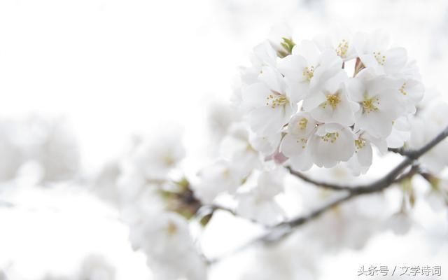 千树万树梨花开 36首含有梨花的诗句,一起欣赏