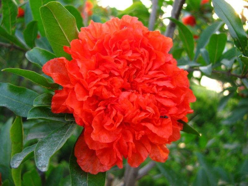 牡丹石榴花的花期特别长,一年开花120多天,它的适应性也很强,抗旱耐瘠