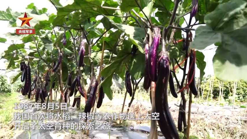 我国太空育种成果丰硕有花卉和果蔬