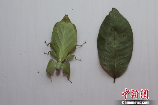 云南普洱现珍稀竹节虫滇叶䗛 形似