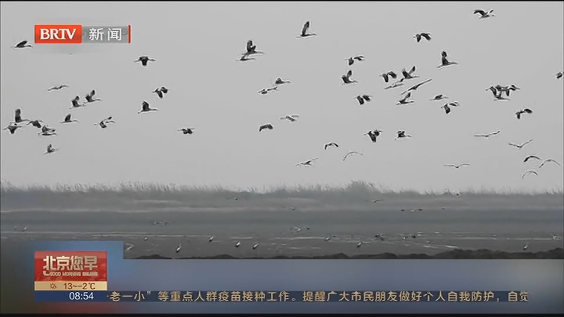 江西鄱阳湖南矶湿地8万多只候鸟集结北迁_北京时间