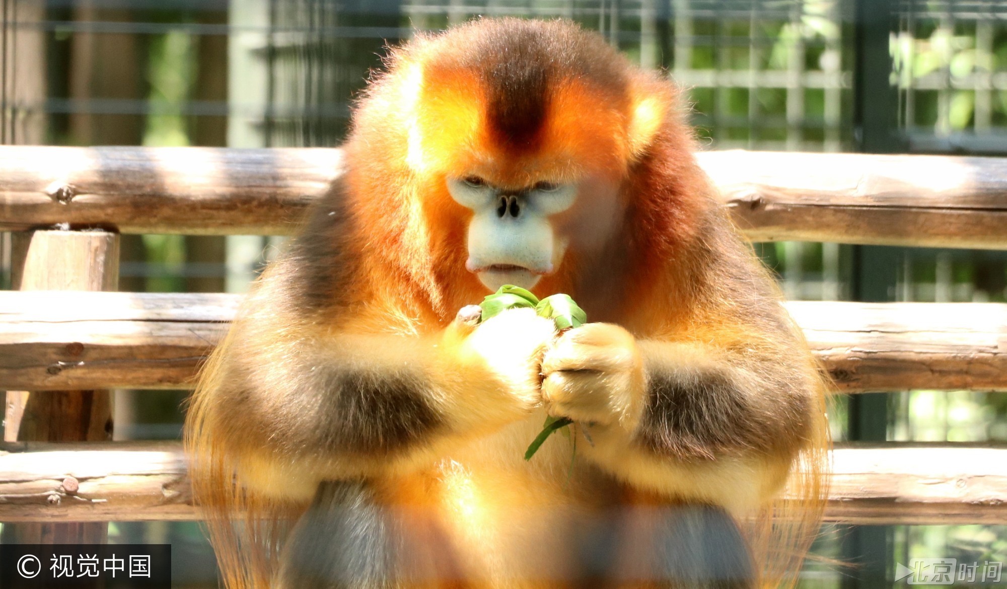 2017年5月26日, 我国传统节日端午节临近,当日,扬州茱萸湾动物园的饲养员用窝窝头、竹粉、苹果等食材为大熊猫、袋鼠等动物精心制作了特殊的粽子,让它们享受美食迎接端午。