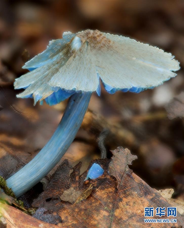 这是蓝色蘑菇新种“勐宋粉褶菌”（资料照片）。