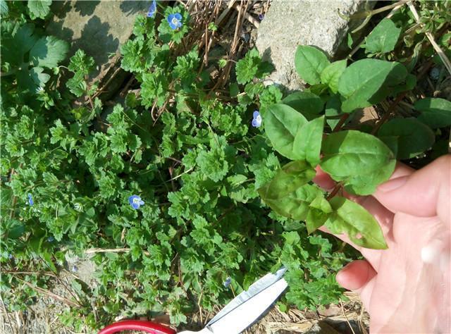 农村不起眼的灯笼草,专治风湿腰痛,很多人见了也不认识