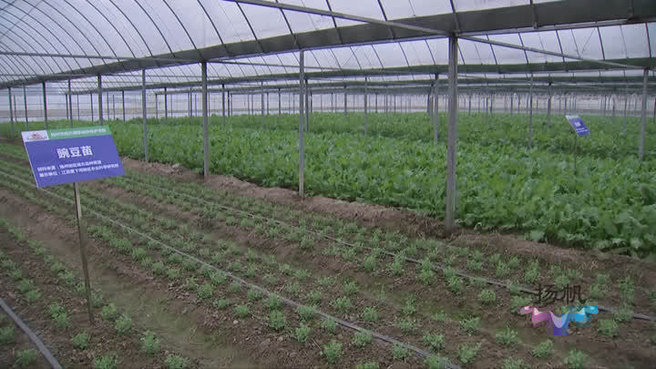 留住“黑菜、紫菜苔”的“正宗味道”，扬州对15种地产蔬菜进行保护！