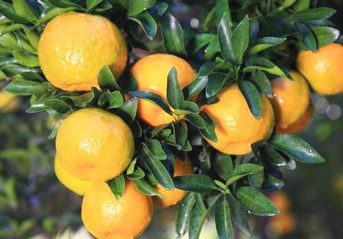 女性秋天常吃橘子,赶走湿气,滋润皮肤,给身体做