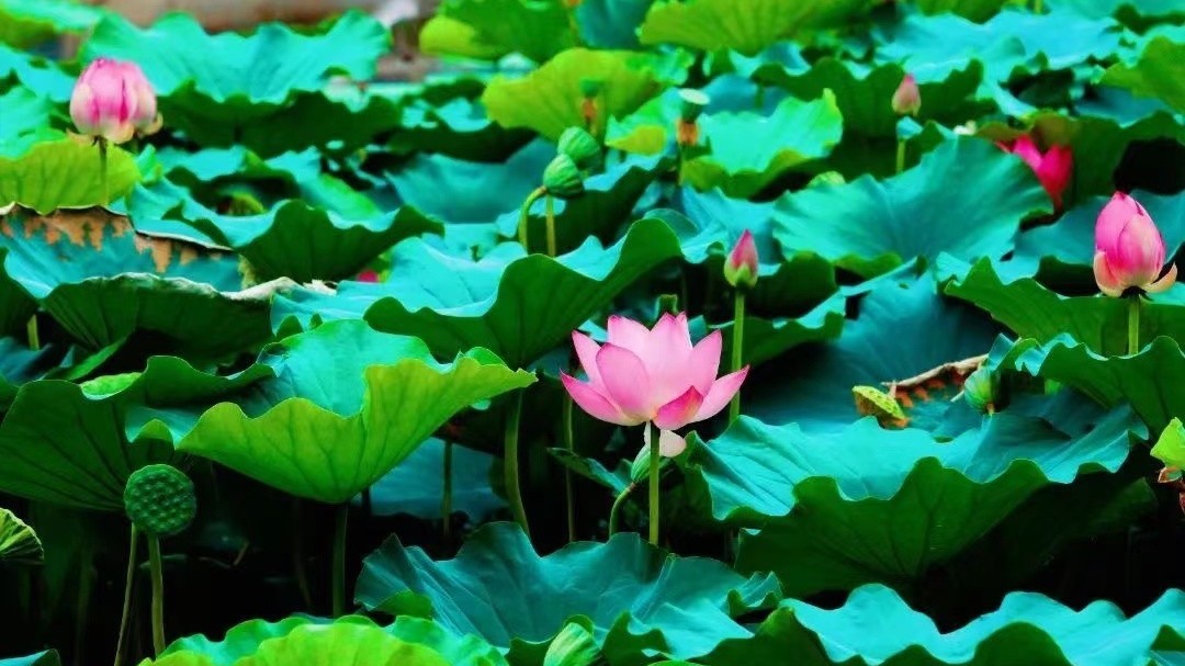 藏在北京这一处的荷花怪美的~ 藏在北京这一处的荷花怪美的~