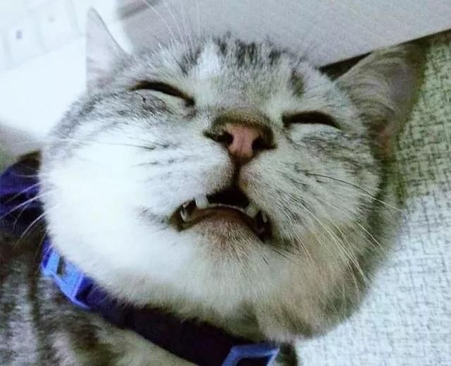 牵猫咪跑几百米,主子累瘫,吐舌喘大气像极了傻