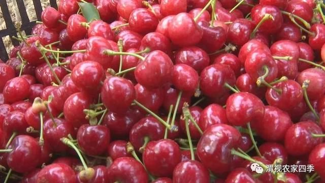 薛家村:400多亩樱桃园开园迎客拉!