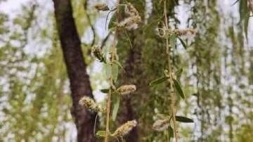杨絮过后进入柳絮飘飞,大家做好防护,谨防飞絮引发火情_北京时间