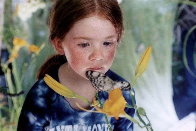 2002年法国电影《蝴蝶》百度云分享