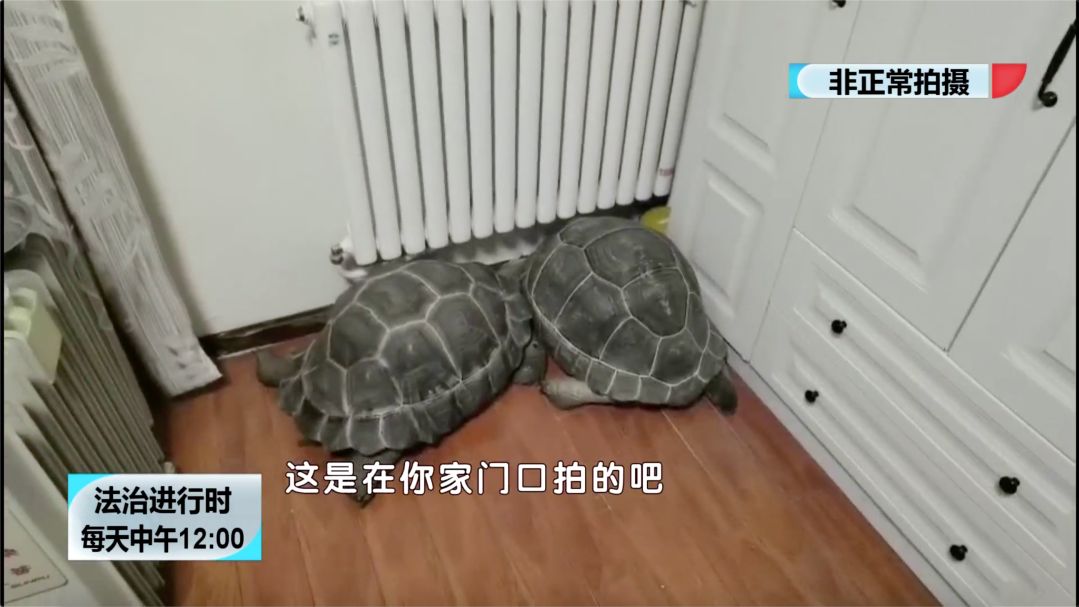 橘冠凤头鹦鹉+陆龟+象龟,北京俩男子因非法养殖买卖珍惜动物被刑拘 橘冠凤头鹦鹉+陆龟+象龟,北京俩男子因非法养殖买卖珍惜动物被刑拘