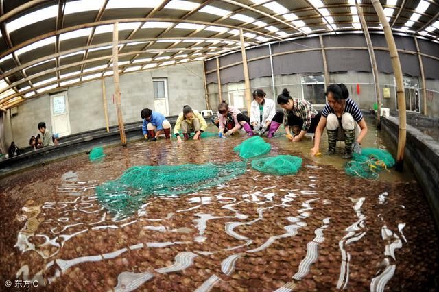 你觉得二十年后的农村,会是什么样呢?