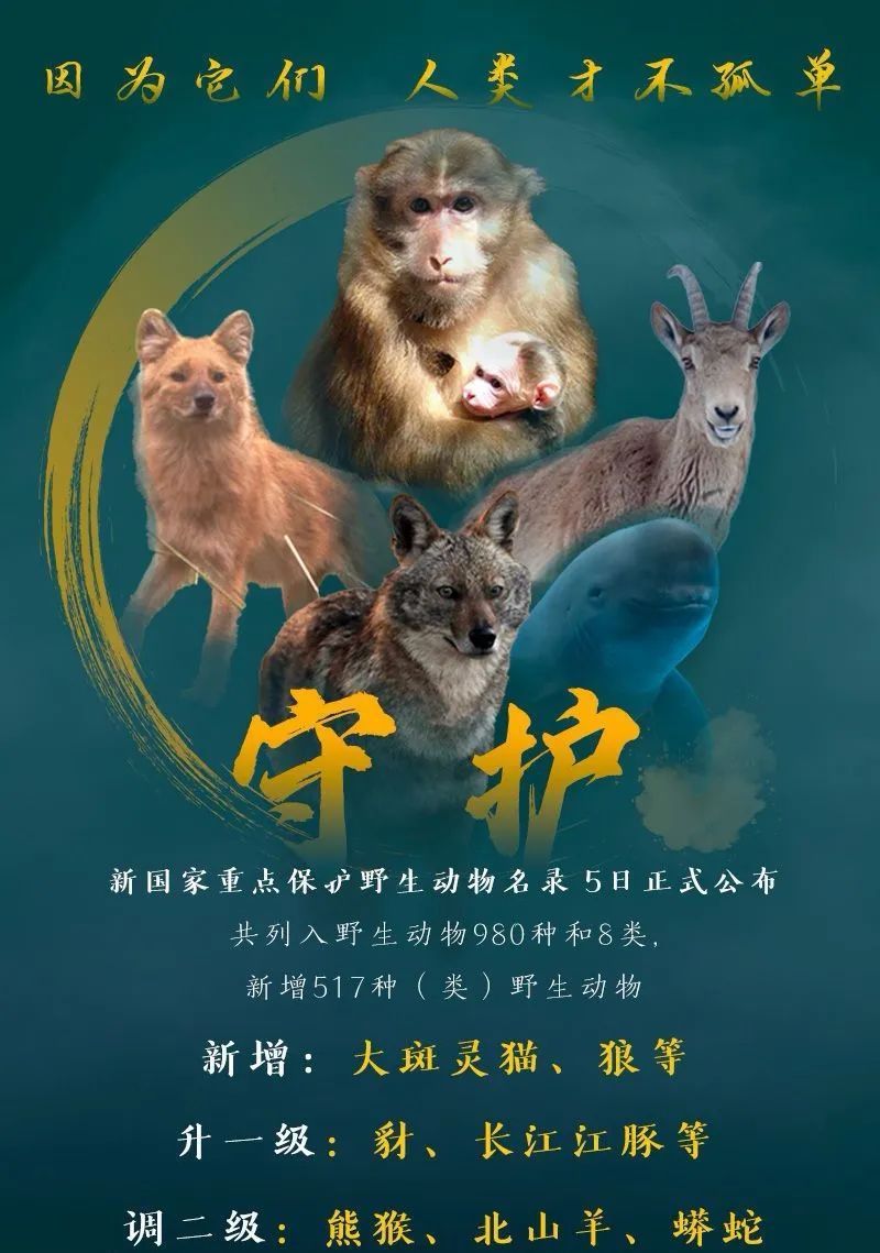 六五环境日特别节目:国家保护动物,有人还敢买!