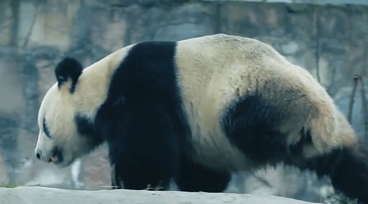 三只动物的自白:感谢你保护我们,朋友! 三只动物的自白:感谢你保护我们,朋友!