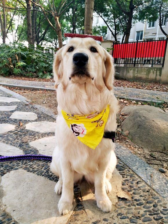 花600元买了只"二手金毛",喂养半年后,我们的幸福就开始了!