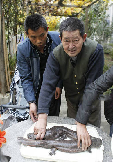 此前,高速路邊屢有高價擺賣娃娃魚的商販出現.