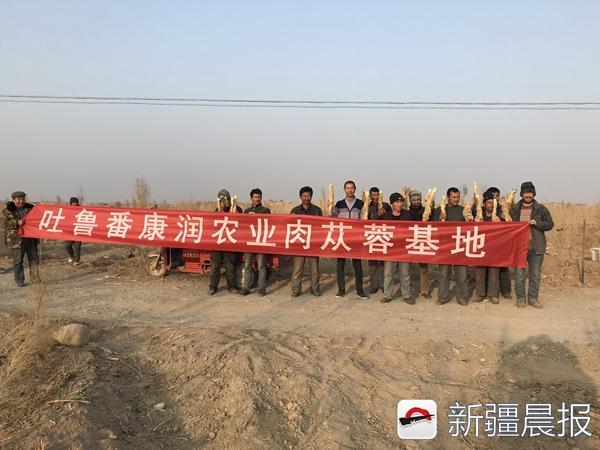 他在吐鲁番种肉苁蓉 一年赚150万元被村民称