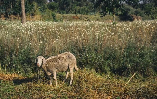 非洲最安全的国家,去往浴火重生的卢旺达,来一