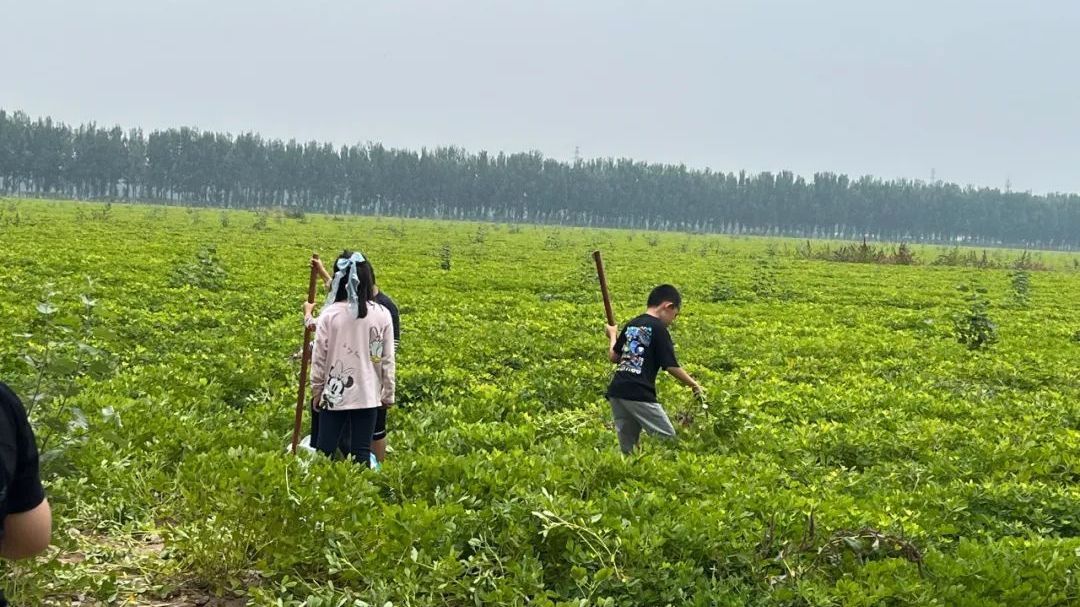 通州这个村太厉害了！挖花生采蘑菇 还有特色蘑菇宴 带娃能嗨一整天！