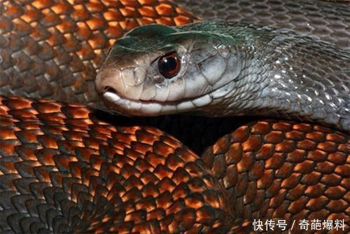 澳洲泰斑蛇拥有修长的头部及身体.