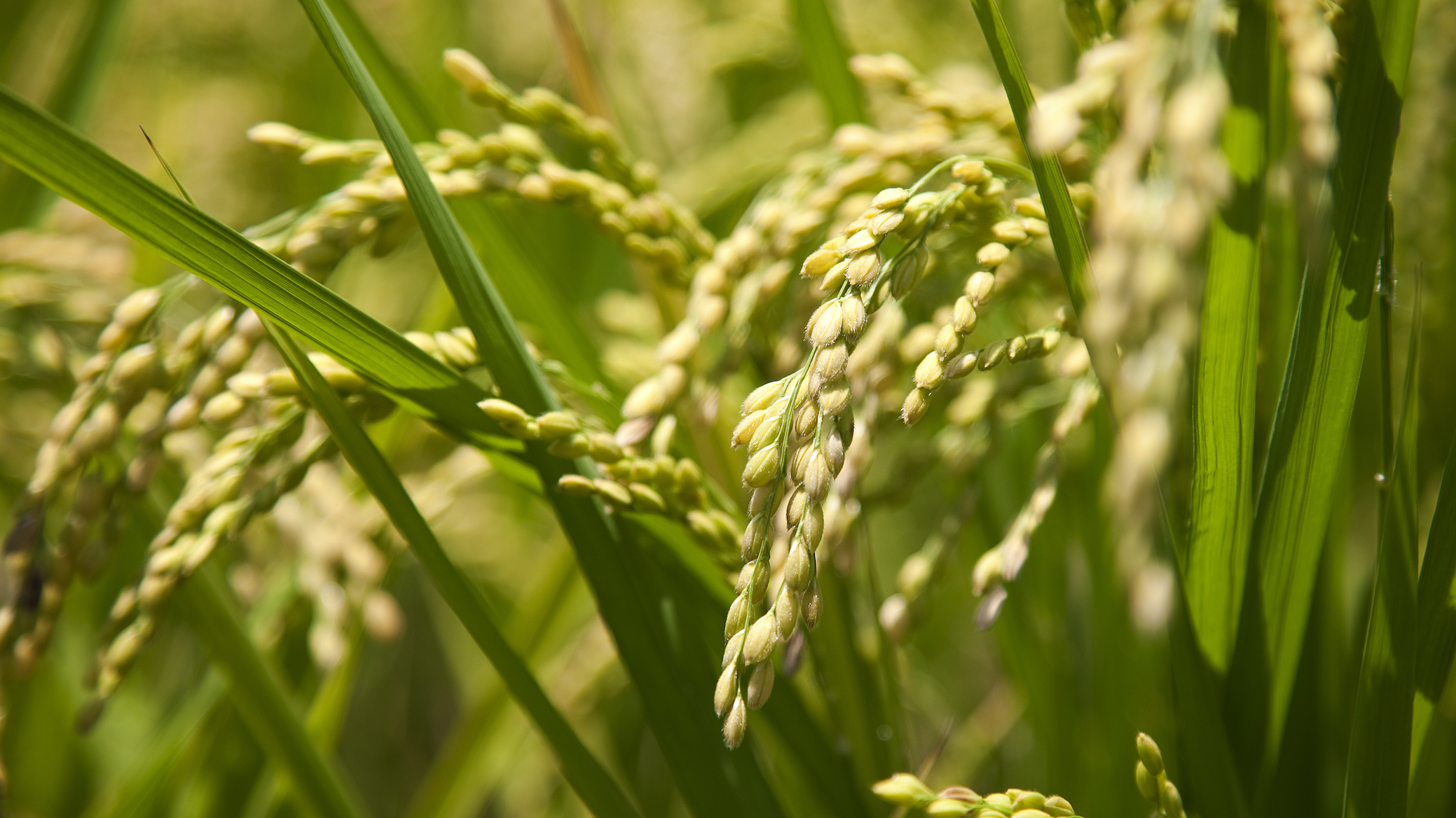 中方呼吁各国为保障粮食安全创造有利条件 中方呼吁各国为保障粮食安全创造有利条件