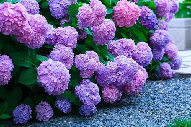 Mufeeling植物养护小百科 无尽夏 雪花新闻 Mufeeling植物养护小百科 无尽夏 雪花新闻