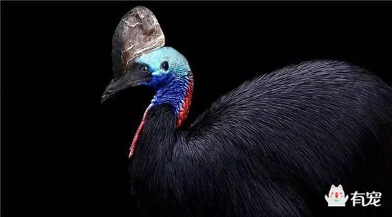 食火鸡,不是鸡,它是杀人鸟? 食火鸡,不是鸡,它是杀人鸟?