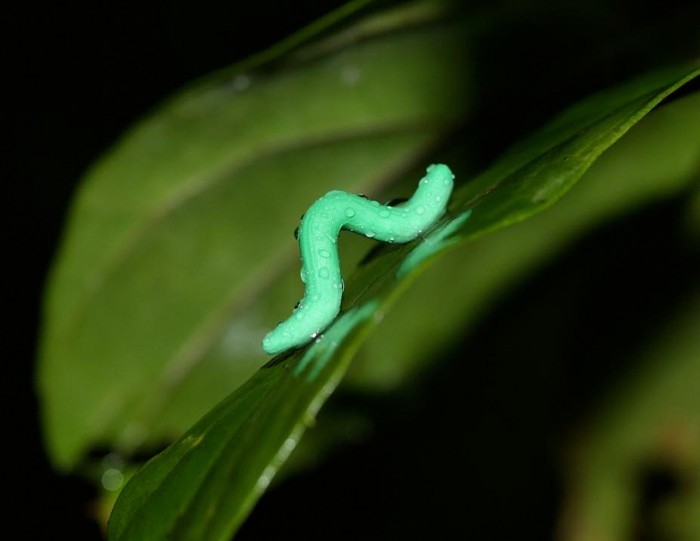 科学家用数以千计的假毛毛虫研究世界各地毛毛虫被捕食的情况