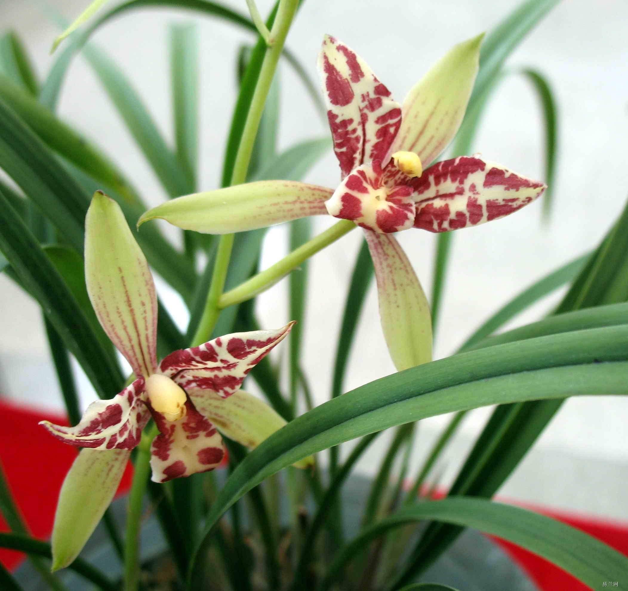 大爷暴脾气,养兰花,净"虐待"它,没想到它开花这么美!