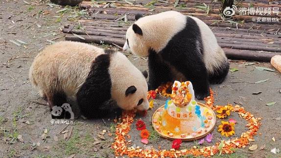 主播点评:大熊猫霸榜热搜!从“国宝”到网络“顶流”是如何养成的 主播点评:大熊猫霸榜热搜!从“国宝”到网络“顶流”是如何养成的