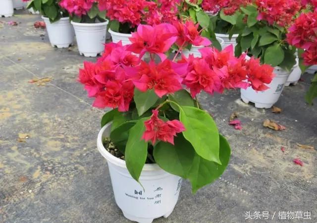 正是扦插繁殖三角梅的最佳时间,三角梅这样扦