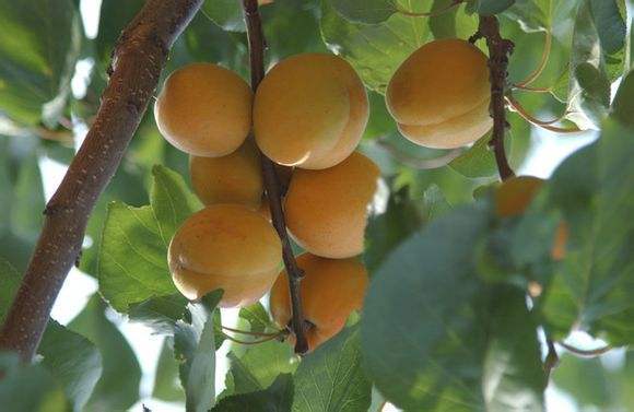 怀来石片黄杏成熟时间