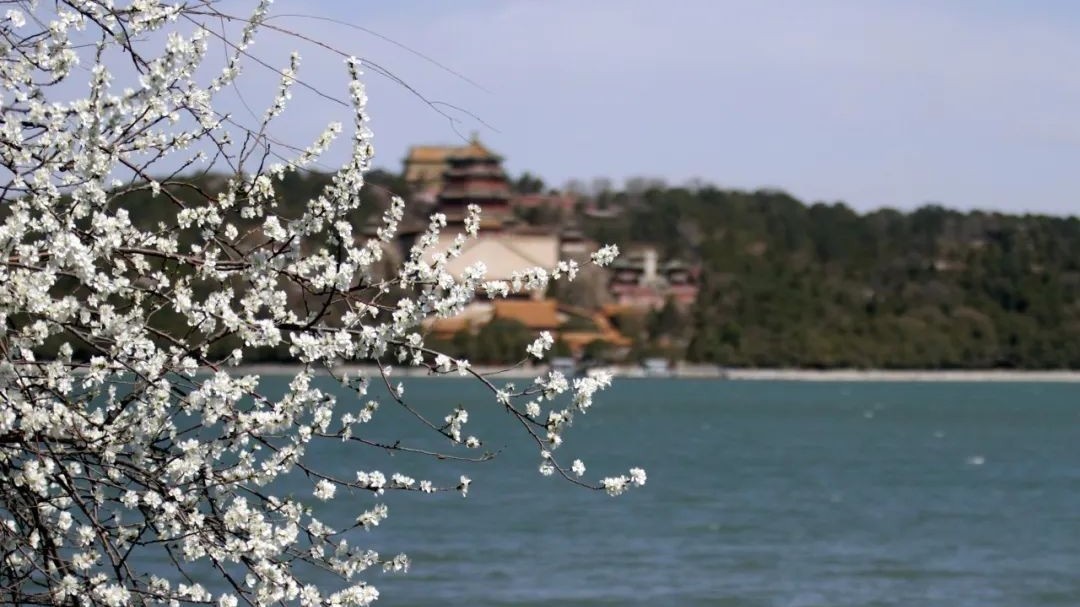 北京春日追花攻略——颐和园 北京春日追花攻略——颐和园