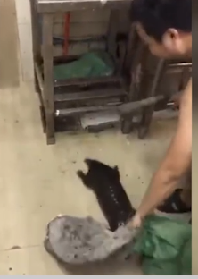 男子残忍宰杀穿山甲并上传视频 警方已立案调查