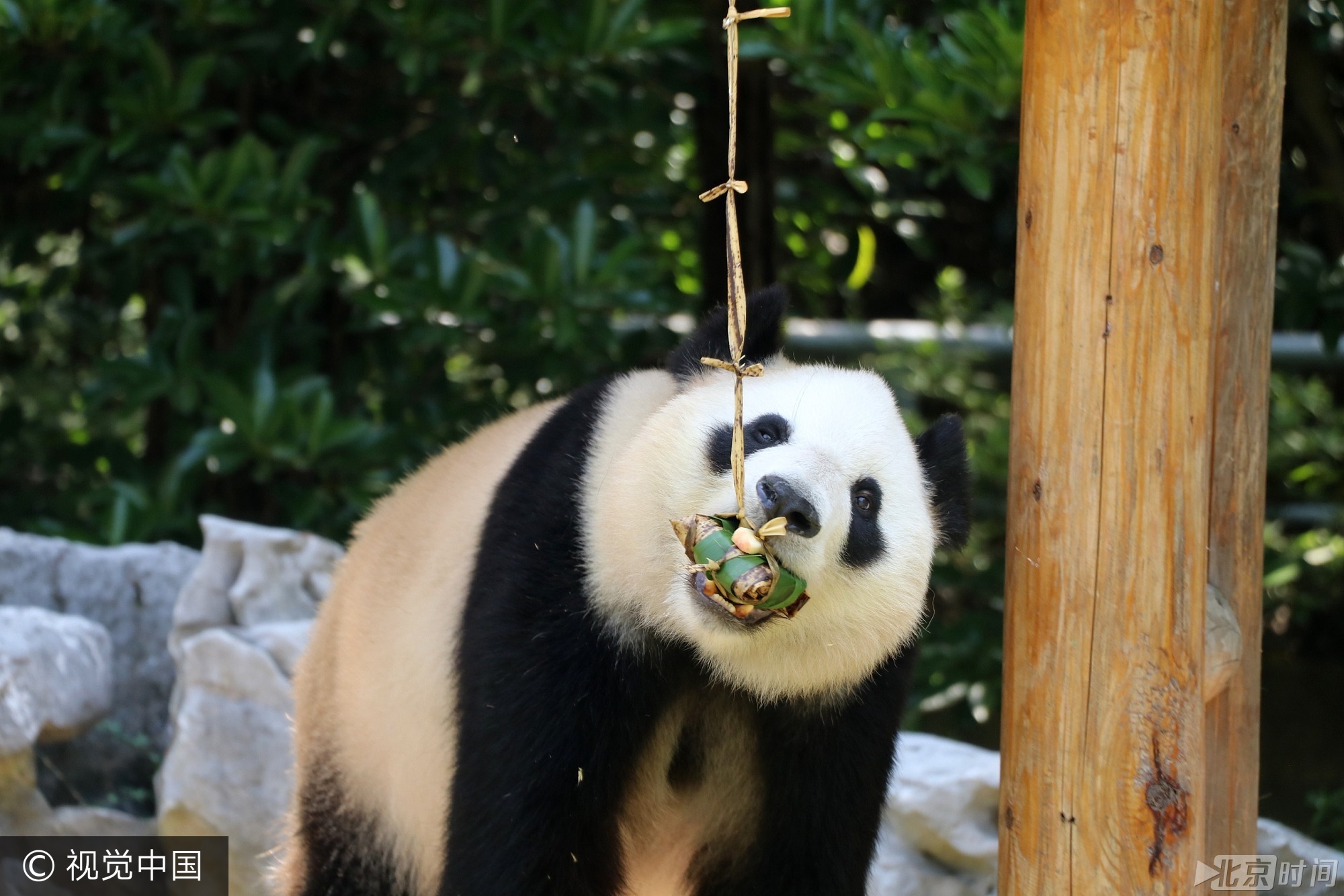 2017年5月26日, 我国传统节日端午节临近,当日,扬州茱萸湾动物园的饲养员用窝窝头、竹粉、苹果等食材为大熊猫、袋鼠等动物精心制作了特殊的粽子,让它们享受美食迎接端午。