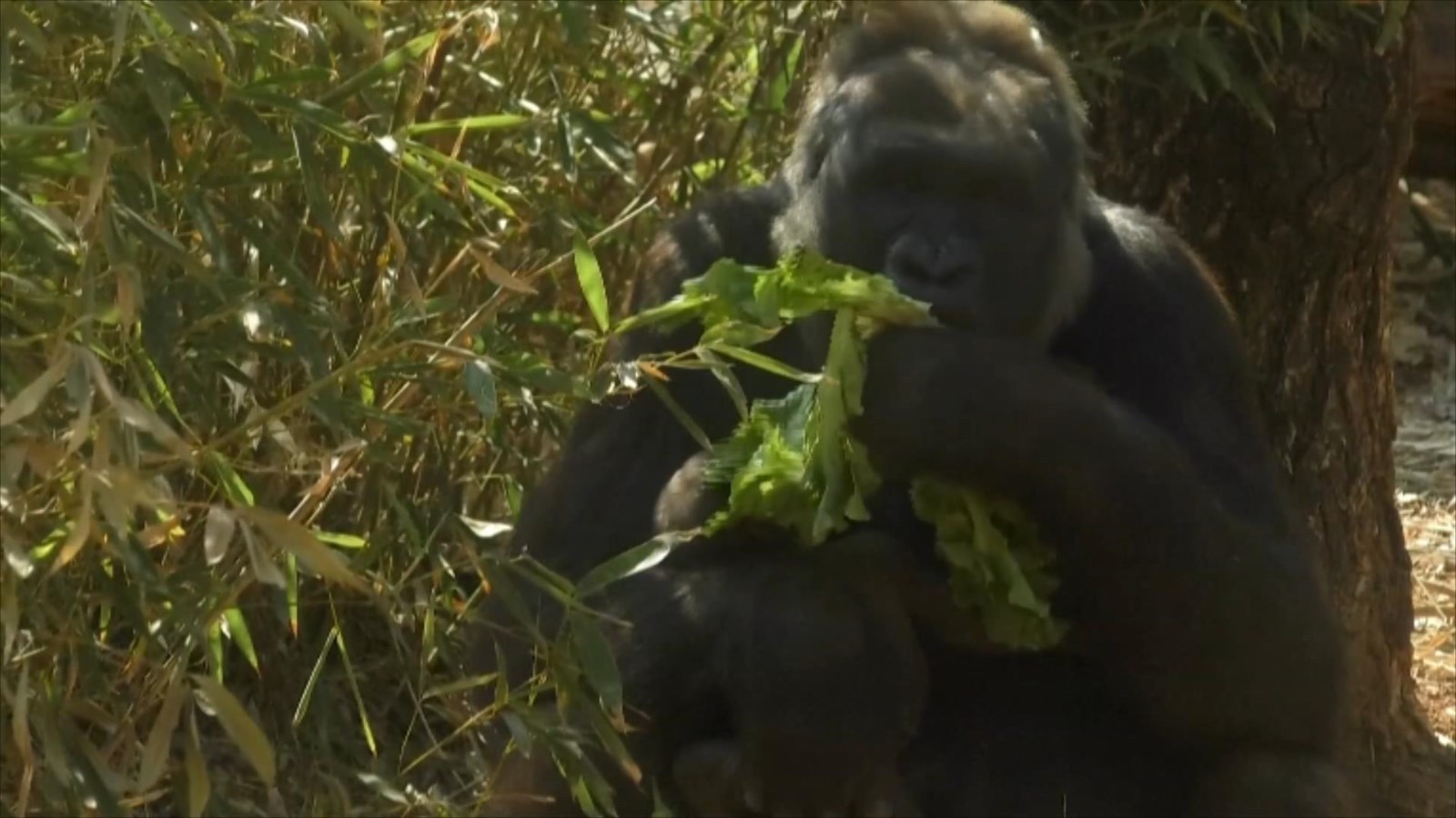巴西動物園西部低地大猩猩家族再添丁 雪花新闻 巴西動物園西部低地大猩猩家族再添丁 雪花新闻
