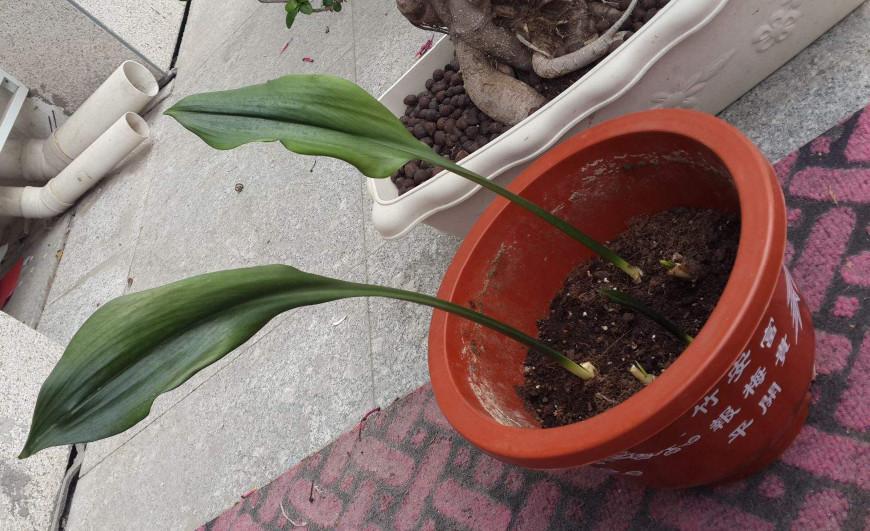 一叶兰又名蜘蛛抱蛋,能活血散瘀,补虚止咳,有助治跌打损伤腰痛