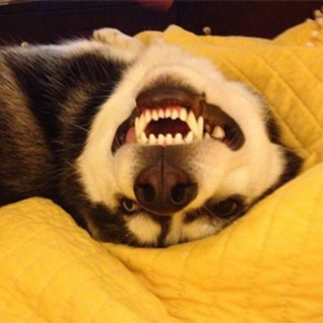 表情包比哈士奇还多，全世界都被这只柴犬圈粉