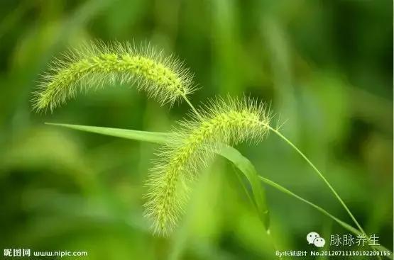 狗尾巴草竟然是很好的中药