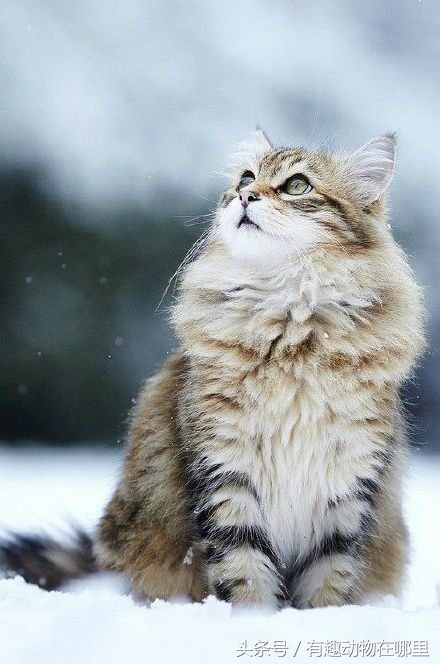 行走的人民币,喵星人界的终极大佬--缅因猫