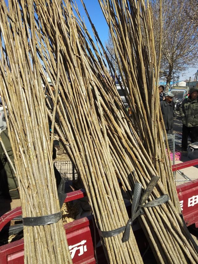 农村大叔种玉米不值钱,现在栽植树苗,栽植数苗