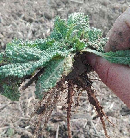 功效二:治疗皮肤生疮 癞蛤蟆草全草入药,对跌打损伤,无名肿毒,流感等