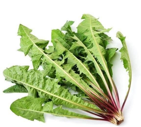 用蒲公英叶泡水喝,坚持一个月,5个好处会让你