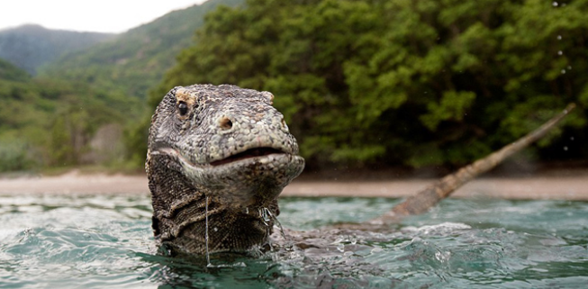 惊险！印尼摄影师近距离拍下科莫多巨蜥惊人照片