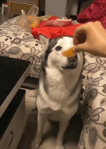 二哈:哇…橘子看起来好酸…口水快流出来了