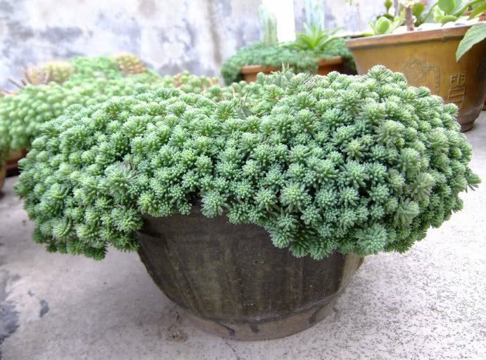 铜钱草的科属为伞形科 天胡荽属; 铜钱草又名对坐草,过路黄,遍地黄